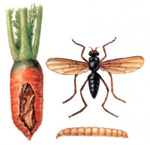 Морковная муха